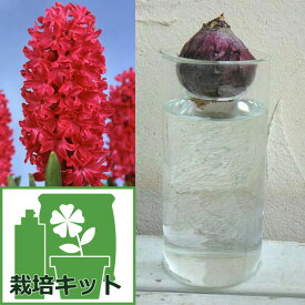 球根/ヒヤシンスの水栽培セット：赤 とガラスポットロング