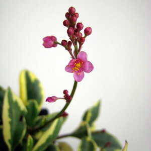 Ԃ̕c/^i@JVi 3|bg 2Zbg