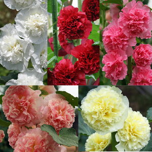 Ԃ̕c/d炫tE3-3.5|bg5FZbg