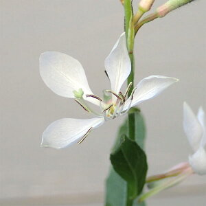 Ԃ̕c/KEijFN[u[Y3.5|bg 2Zbg