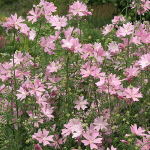 Ԃ̕c/XN}E@AbvubT 3.5|bg 2Zbgy