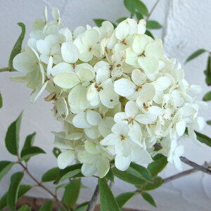 Ԗ ؂̕c/mEcMiЋ؁jFi~idLj 3|bg