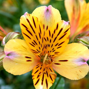 Ԃ̕c/K[fAXgAFjRX3|bg