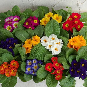 Ԃ̕c/vEWAFLfB~bNX3|bg