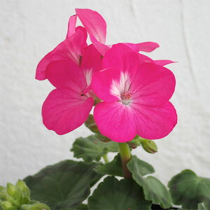 Ԃ̕c/[jEFsgv~AiZsNnj3-3.5|bg