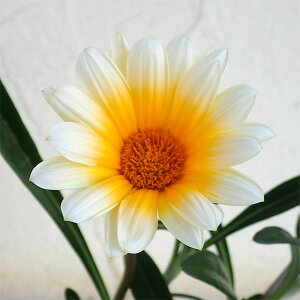 Ԃ̕c/KUjAFJiAX}C3|bg 2Zbg