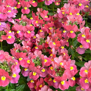 Ԃ̕c/lVAF[e@T[sN3.5|bg 6Zbg