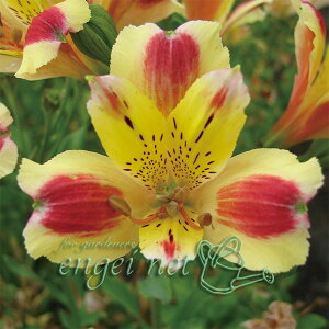 Ԃ̕c/AXgAFLzmJiق̂j3.5|bg