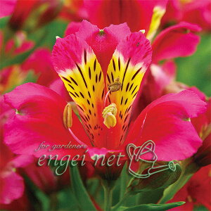 Ԃ̕c/AXgAFbhX^[3.5|bg