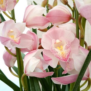 VrW[FGUCU[h4{6AiXg[gj