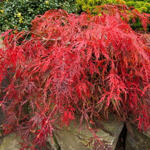 Ԗ ؂̕c/~WFK[lbg3.5|bg