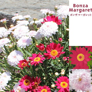 Ԃ̕c/{U}[KbgF`F[ETN3.5|bg2Zbg(R)