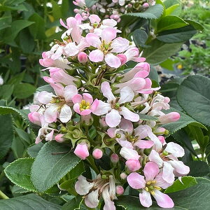 Ԗ ؂̕c/GXJjAFsNG5|bg