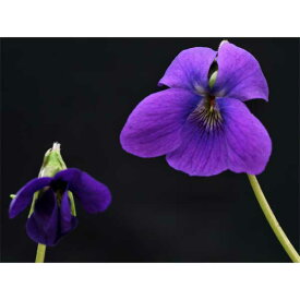 山野草の苗/ニオイスミレ：ガバナーヘリック（紫）3号ポット