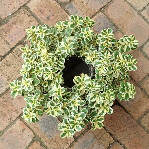 Ԃ̕c/͂߂݃[XZbgFRvX} }[uNC[