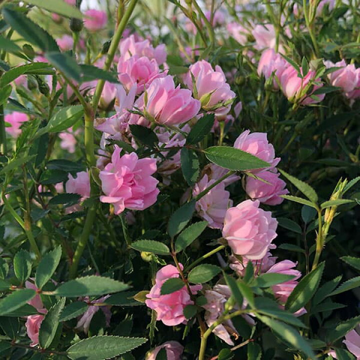 楽天市場 バラの苗 ミニバラ ほほえみ4号鉢植え 園芸ネット プラス