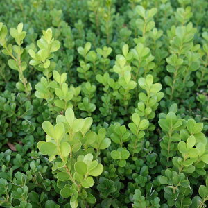 Ԗ ؂̕c/{bNXEbhimcQj5|bg