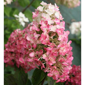 Ԗ ؂̕c/mEcMiЋ؁jFK~fB5|bg