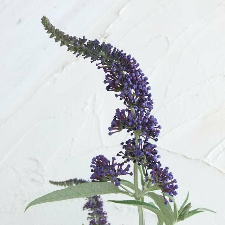 セール価格 花木 庭木の苗 わい性ブッドレア アドニスブルー 3 5号ポット