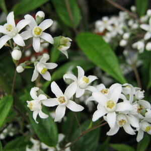 Ԗ ؂̕c/gLEcMFPi䂫Ђ߁j3-3.5|bg