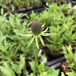 Ԃ̕c/hxLAFO[EBU[h3-3.5|bg