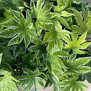 Ԗ ؂̕c/cfFXpC_[(ۍij3.5|bg