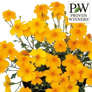 Ԃ̕c/^QeXFS[h_3|bg 2Zbg