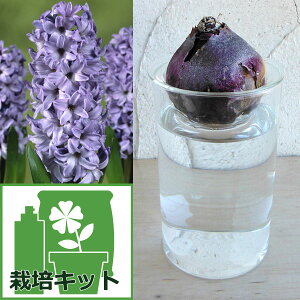 /qVX͔̐|ZbgFftgu[ijƃKX|bgV[g*