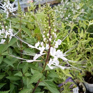 Ԃ̕c/i킯jlRmqQiLbcEBbJ[jF3.5|bg 2Zbg