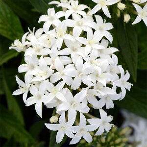 Ԃ̕c/y^XFbL[X^[@zCg3|bg 2Zbg