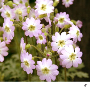 Ԃ̕c/vF_3-3.5|bg 6Zbg