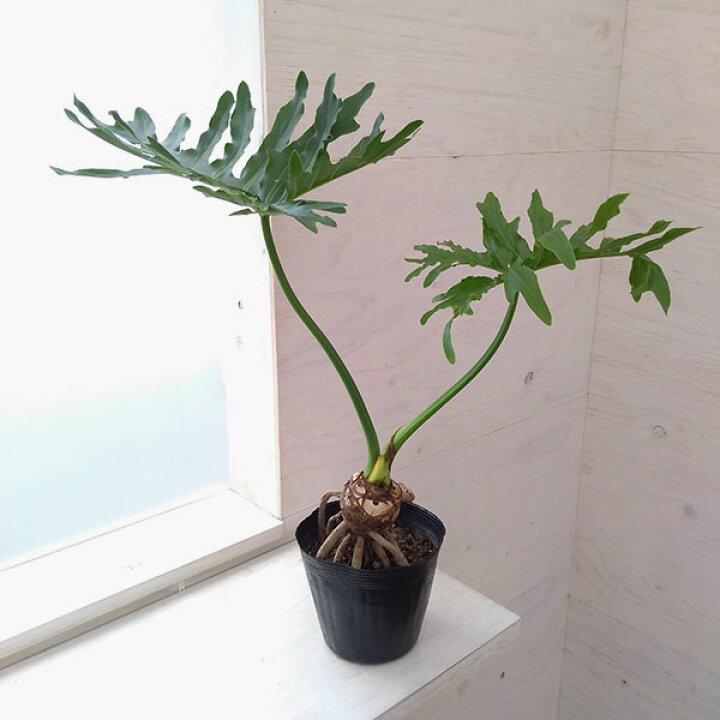 楽天市場】観葉植物/フィロデンドロン：セローム根上がり5号ポット 
