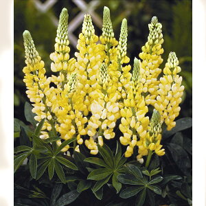 Ԃ̕c/hsiXFVfAiCG[j3|bg 2Zbg