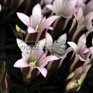 �R�쑐�̕c/�N�}�K�������h�E�F���ԁi����݁j2.5-3���|�b�g