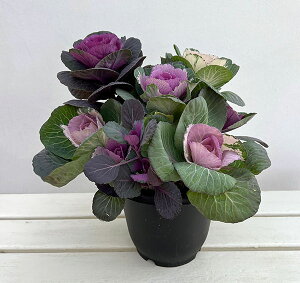 Ԃ̕c/n{^񂹐A[Yu[PEۗtn~bNX6A