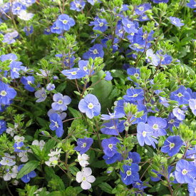 草花の苗/ベロニカ：オックスフォードブルー3-3.5号ポット*