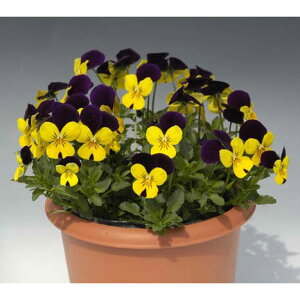 Ԃ̕c/rIFyj[ CG[WvAbv3`3.5|bg 24Zbg