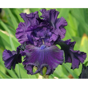 Ԃ̕c/W[}ACXFnEbhiCg3.5|bg