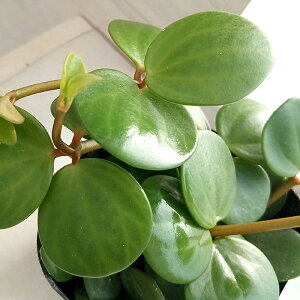 �ϗt�A��/�؂؃��~�A �F�z�[�v3���|�b�g