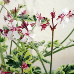 n[u̕c/jIC[jEFicO }[u2.5|3|bg