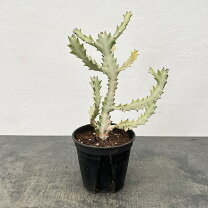 楽天市場】観葉植物/ユーフォルビア：ホワイトゴースト 5号 : 園芸 