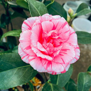 Ԗ ؂̕c/coLiցjF𒆉ԁiタイj4.5|bg