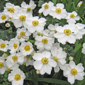 草花の苗/シュウメイギク（秋明菊）：ホワイト 5号鉢植え