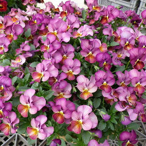 Ԃ̕c/rIF ߂3-3.5|bg