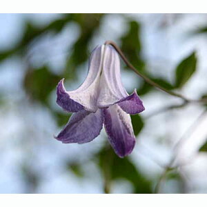 N}`X̕c/N}`XFfBAX4.5|bgieLZVXErIinj