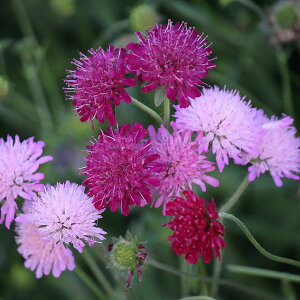 Ԃ̕c/NiEeBA@EH[^[J[Y3-3.5|bg 2Zbg