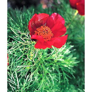 Ԃ̕c/VNNi䉖jFtVNN4|bg