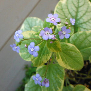 Ԃ̕c/ulF}NtB LOXT3.5|bgiNcj