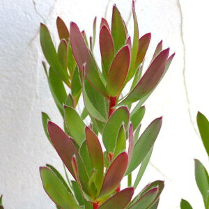 Ԗ ؂̕c/[JfhFZj[^5A