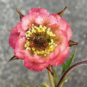 Ԃ̕c/QEim_CR\EjFxoN3.5|bg